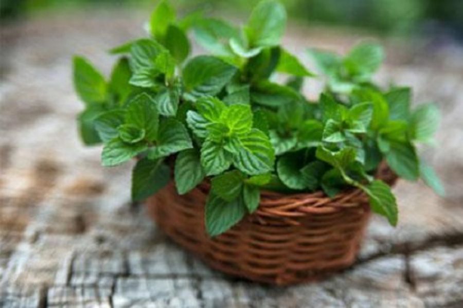 استفاده از نعناع برای رفع تیرگی واژن